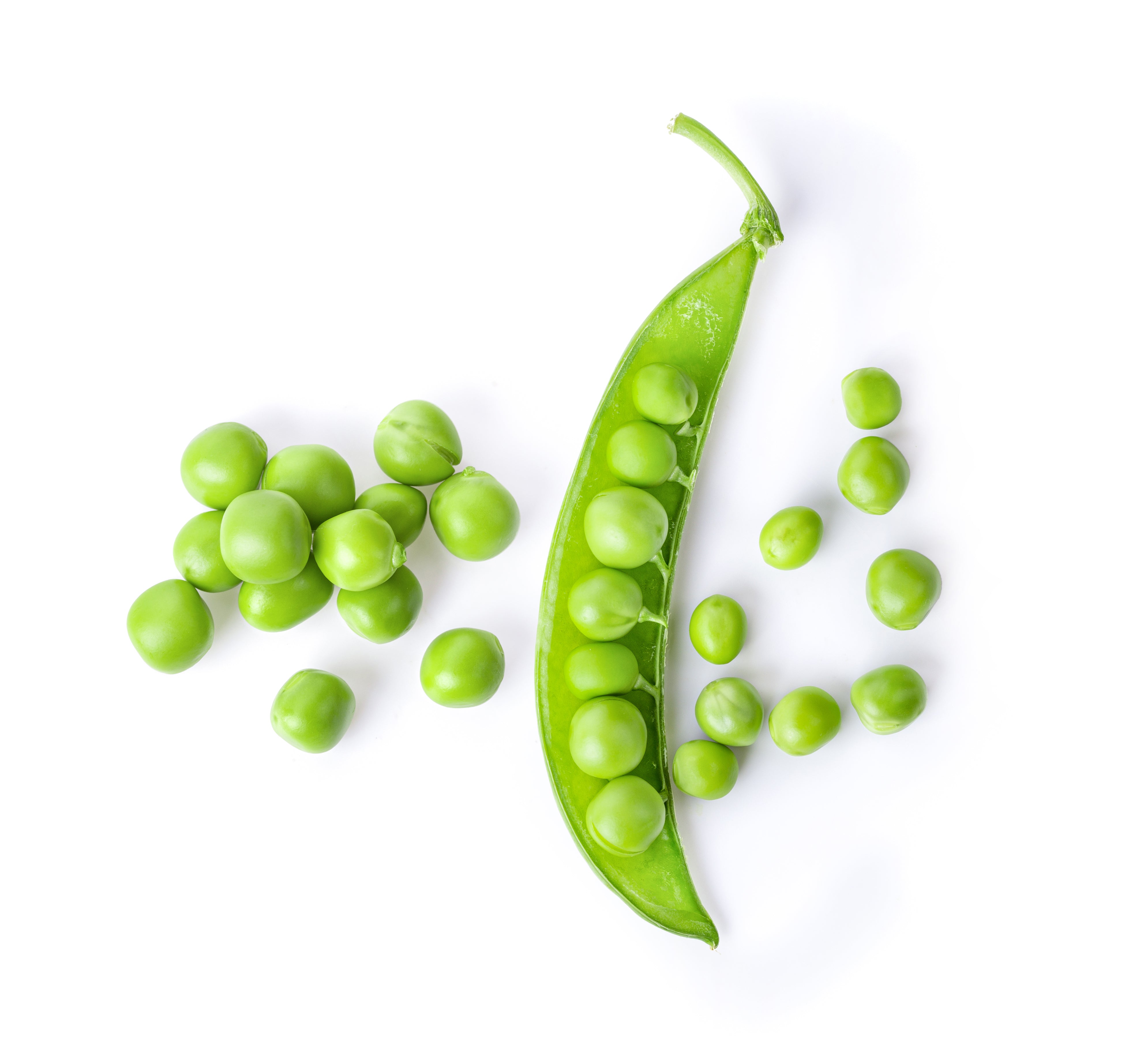 Pea Splat Snap Pea Seeds Germinating Dwarf Sugar Pod Snap Pea Seeds — San