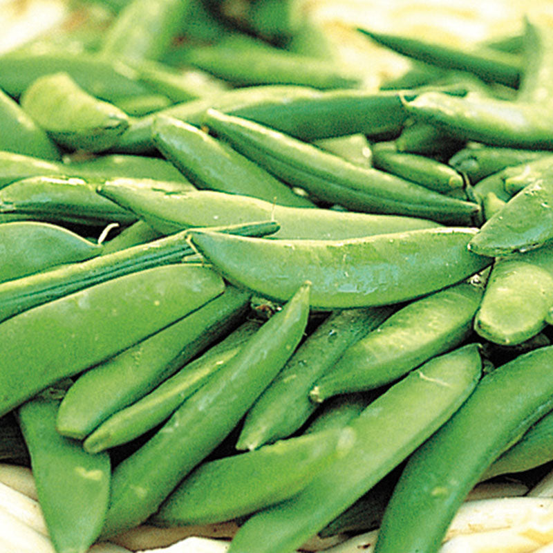 Grow Your Own Sugar Ann Peas: Delicious, Nutritious & Easy to Cultivate