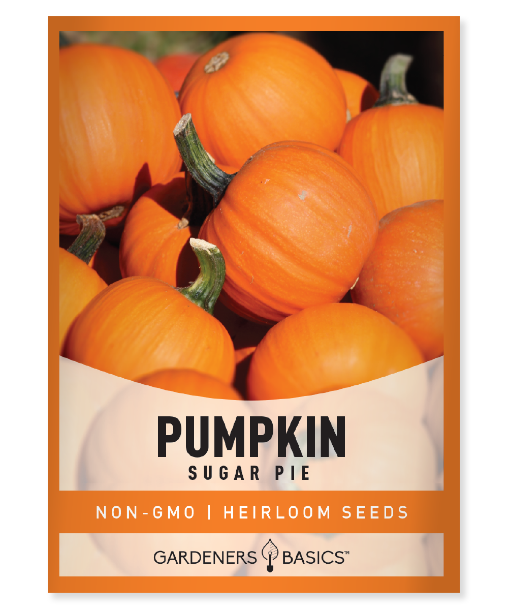sweet pumpkin seeds for planting Sugar Pie Pumpkin Seeds