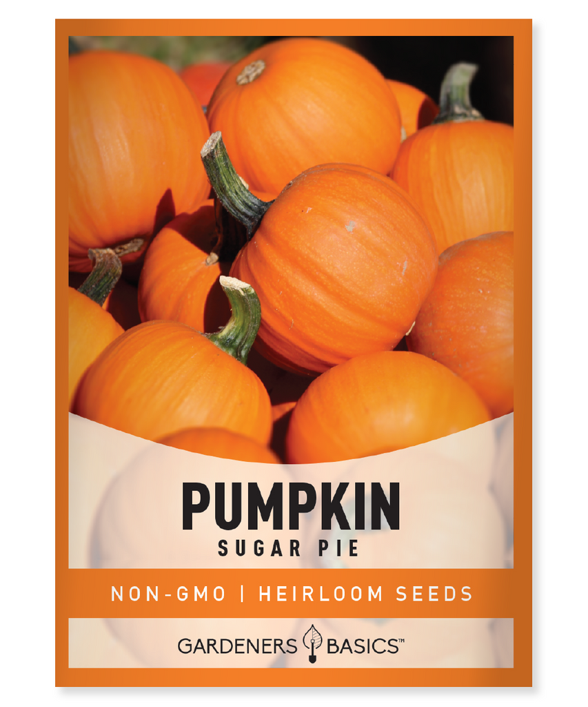 Sugar Pie Pumpkin Seeds, Pumpkin Seeds for Planting, Organic Pumpkin Seeds, Non-GMO Pumpkin Seeds, Heirloom Pumpkin Seeds, Pumpkin Gardening, Homegrown Pumpkins, Sugar Pie Pumpkins, Grow Your Own Pumpkins, Pumpkin Harvest, Pumpkin Seed Germination, Pumpkin Planting, Pumpkin Recipes, Nutrient-Rich Pumpkins, High-Quality Pumpkin Seeds