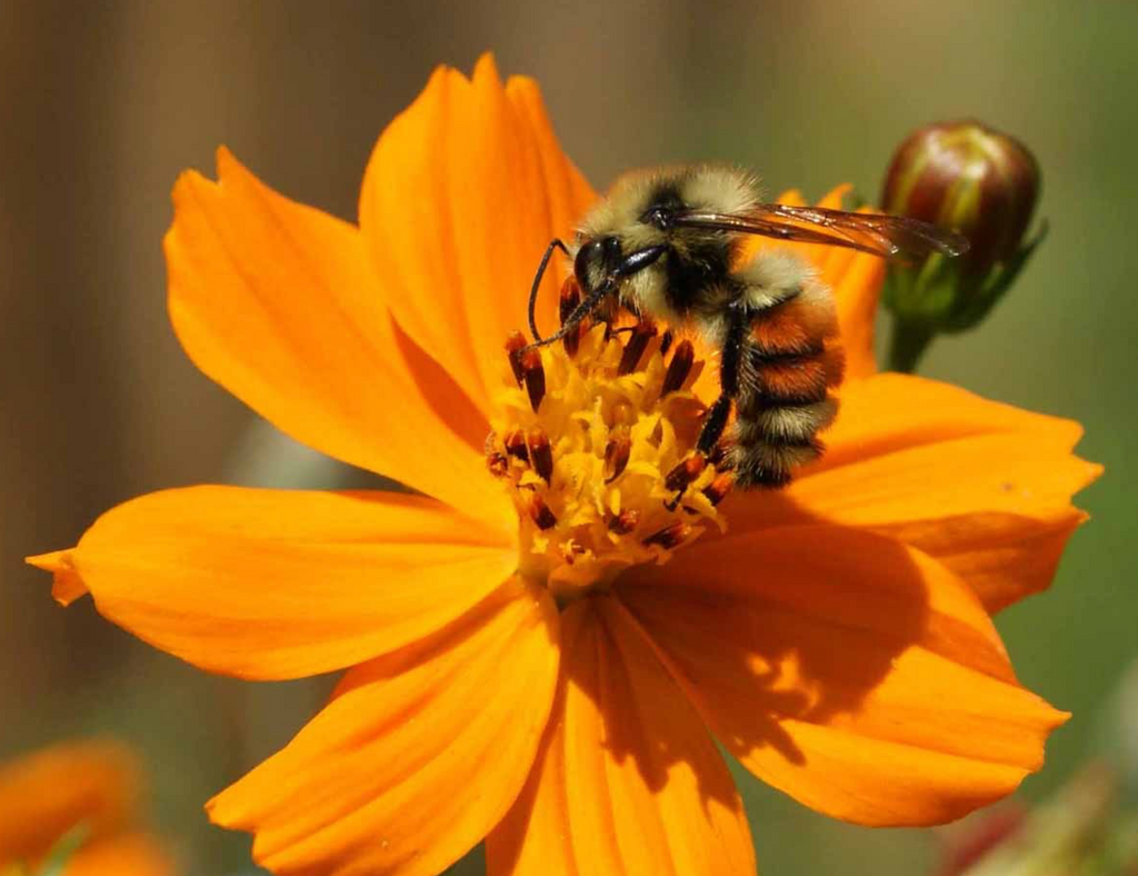 How to Grow Sulphur Cosmos Bright Lights in Poor Soils