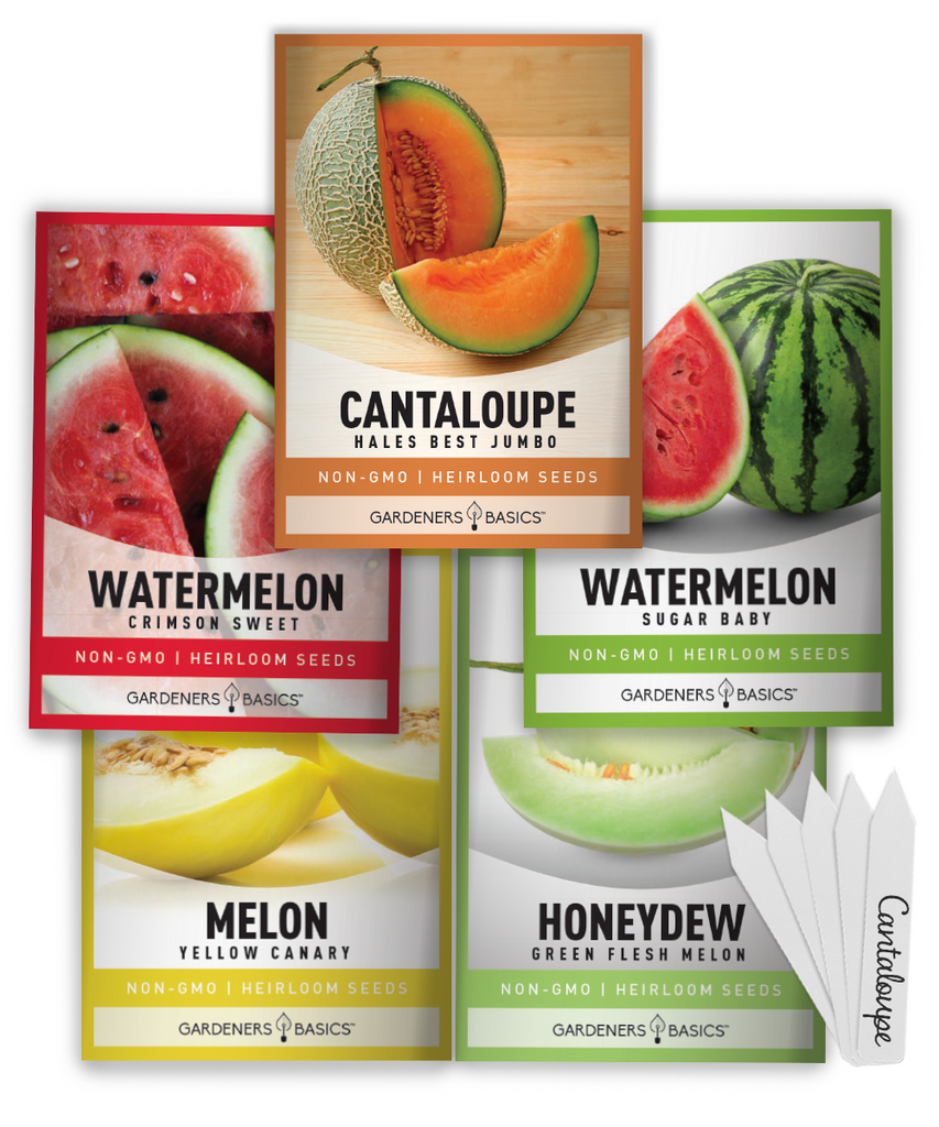 cantelope melon mellon mini watermellon miniature canteloupe cantalope summer melin plant bulk packets bush semillas sandia organic big giant outdoors fruits eating frutas chunks whole survival kit seedless watermelon seed water melon fruit plants