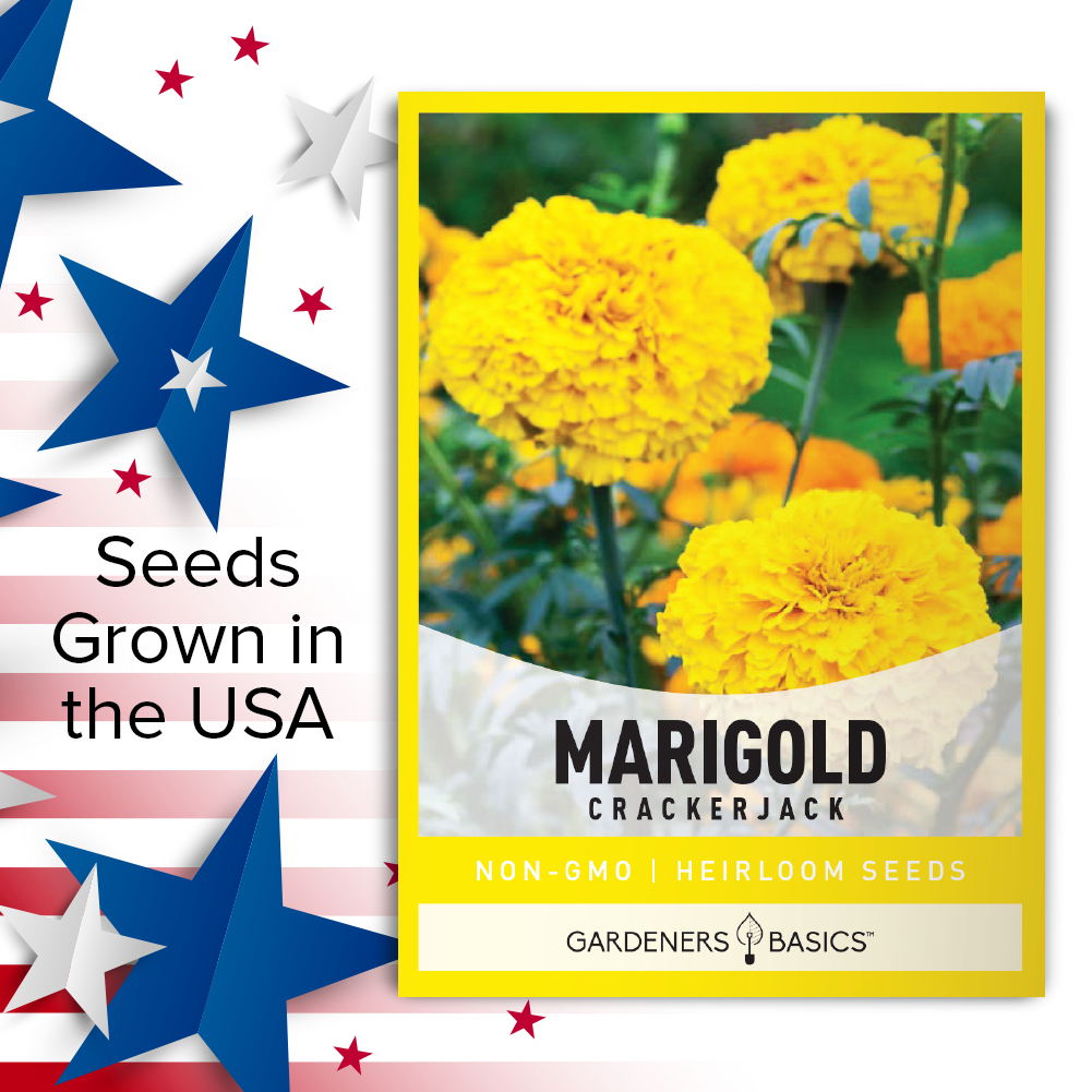 Sun-Loving African Marigold Crackerjack Seeds for a Pest-Free Garden