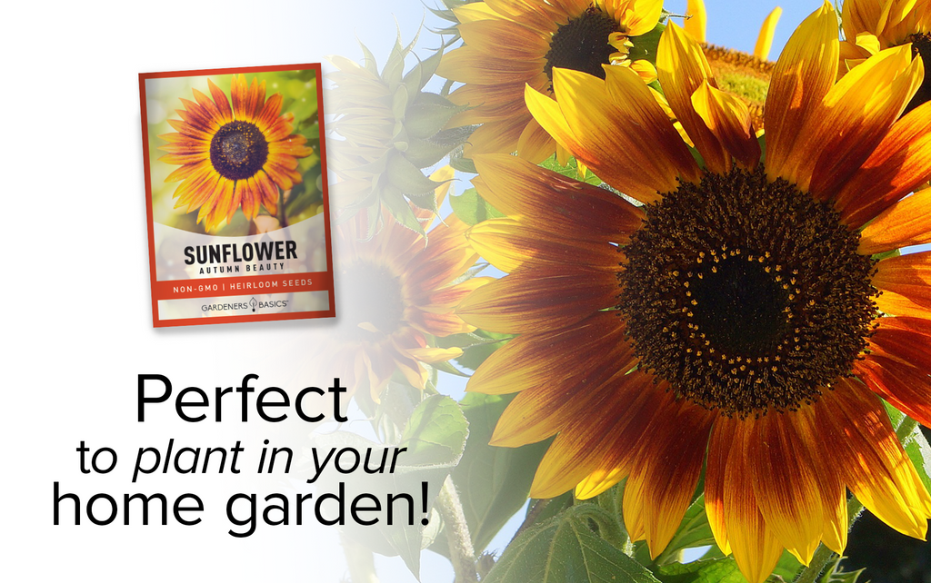 Planting Sunflower Autumn Beauty: Tips for a Stunning Fall Display