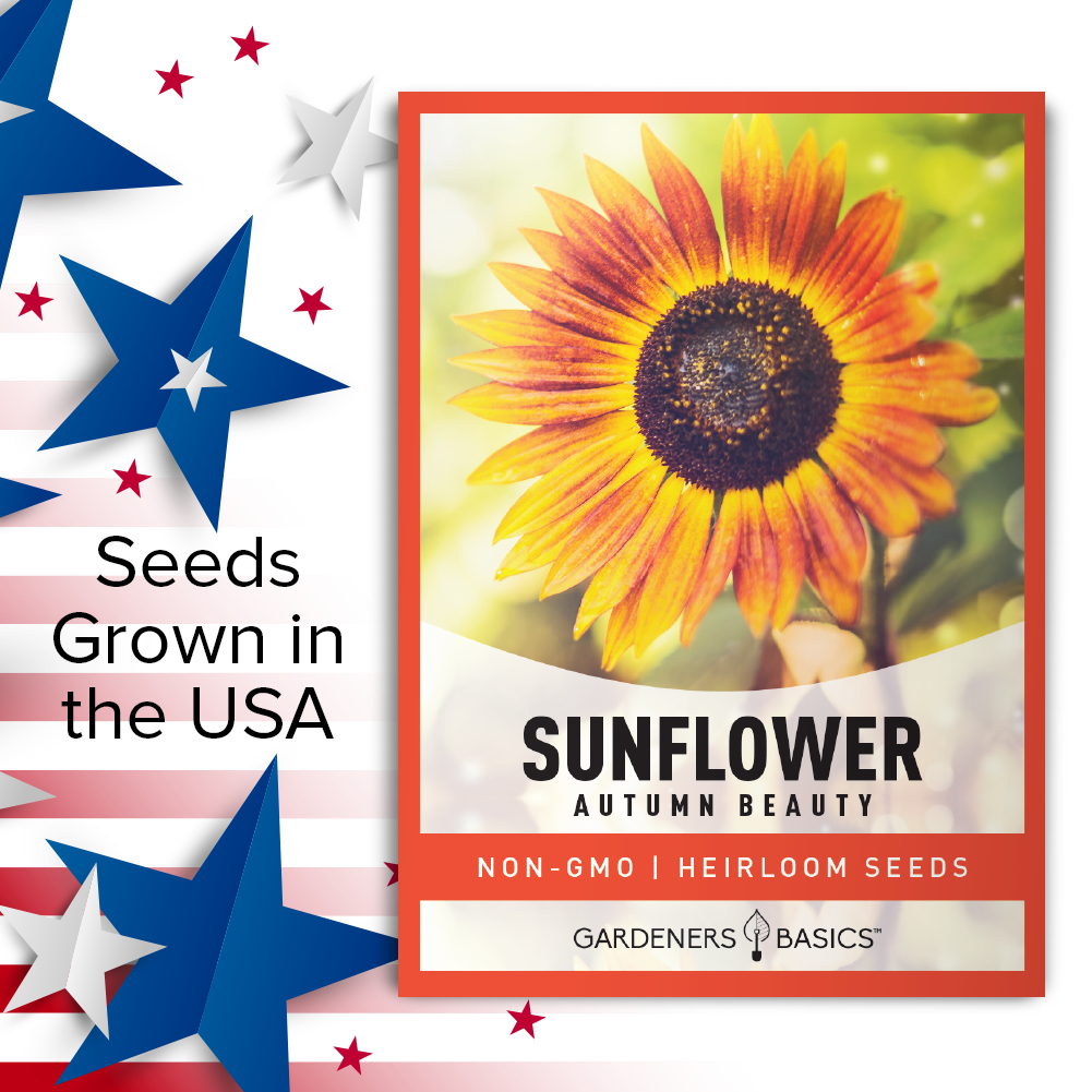 Sunflower Autumn Beauty: Embrace Autumn's Warmth in Your Garden