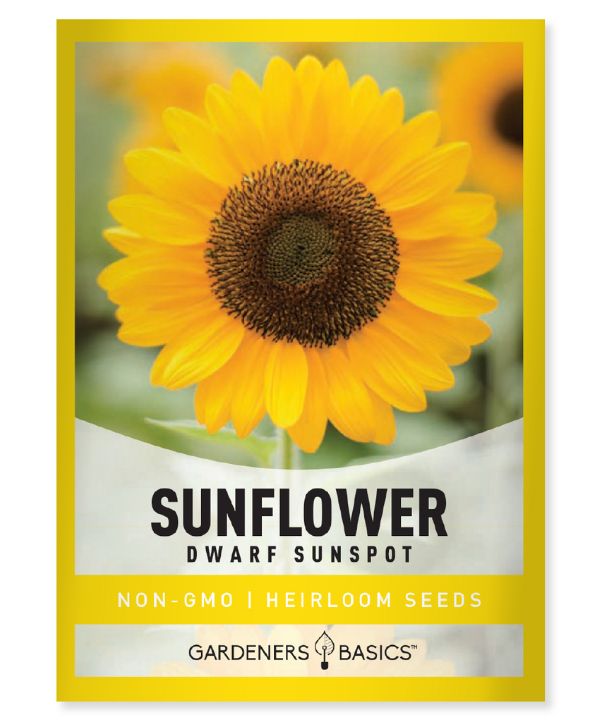 Sunspot Sunflower Seeds Dwarf Sunflowers Helianthus annuus Yellow Sunflowers Sunflower Seeds for Planting Garden Sunflowers Pollinator-Friendly Flowers Full Sun Plants Cut Flower Sunflowers Easy-to-Grow Sunflowers Summer Blooms Sunflower Border Plants Attracting Bees and Butterflies Vibrant Garden Flowers Sunflower Garden Design