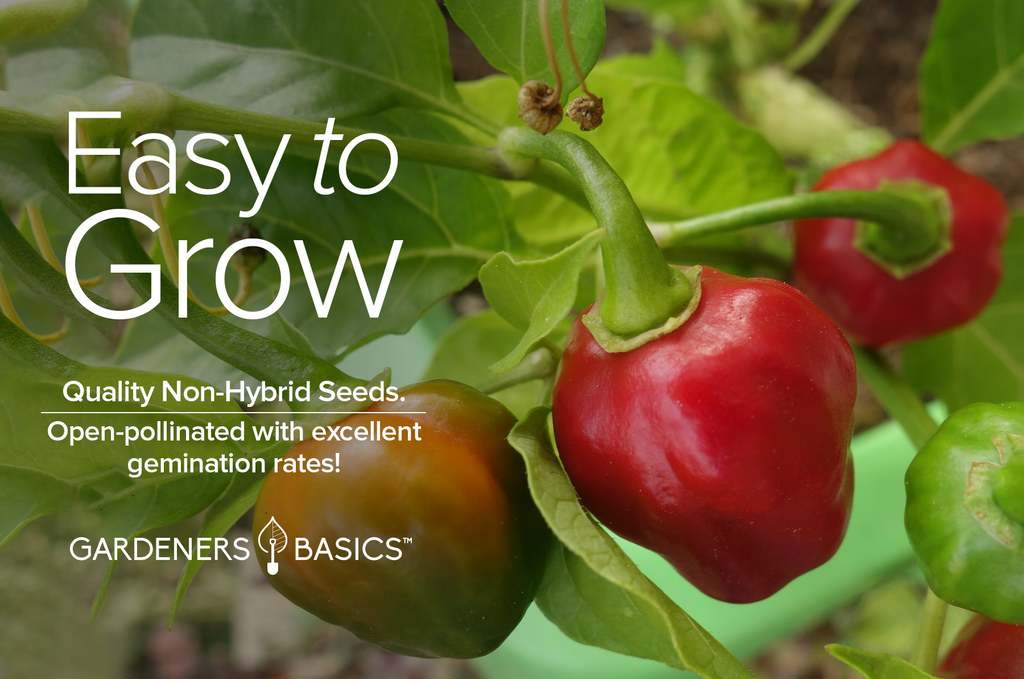 Grow Fiery Red Habanero Plants: Premium Seeds for the Spiciest Harvest