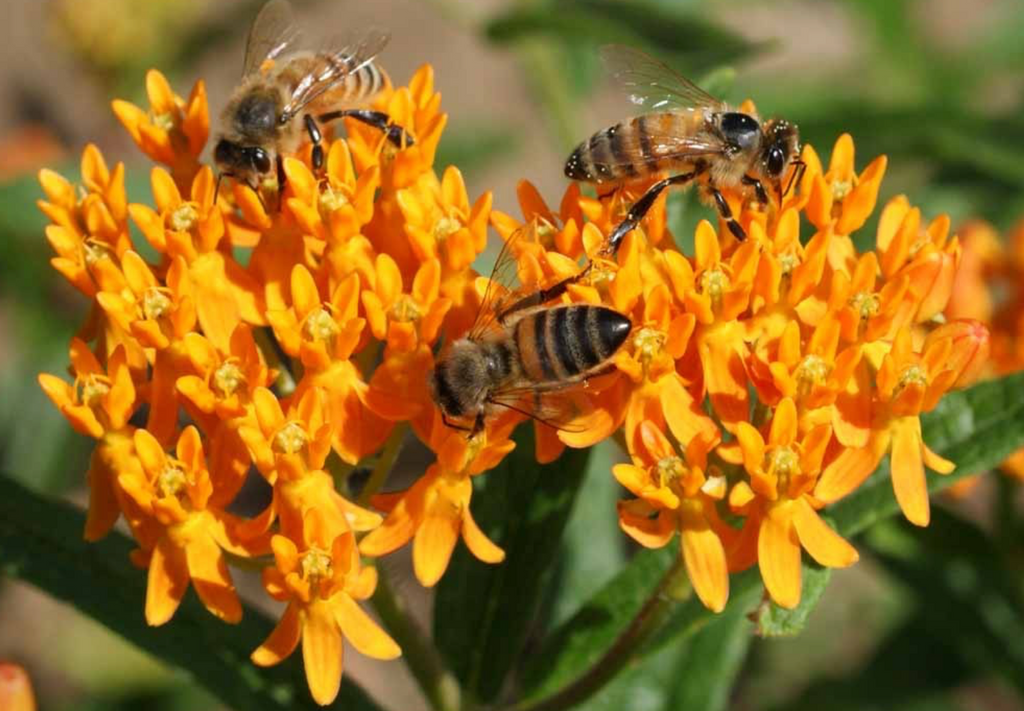 Butterfly Milkweed: A Versatile Plant for Home Gardens