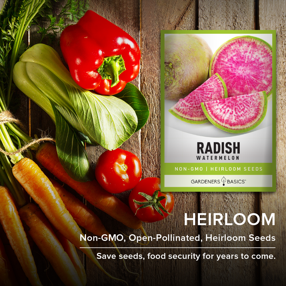 Watermelon Radish Seeds: A Garden Must-Have for Foodies