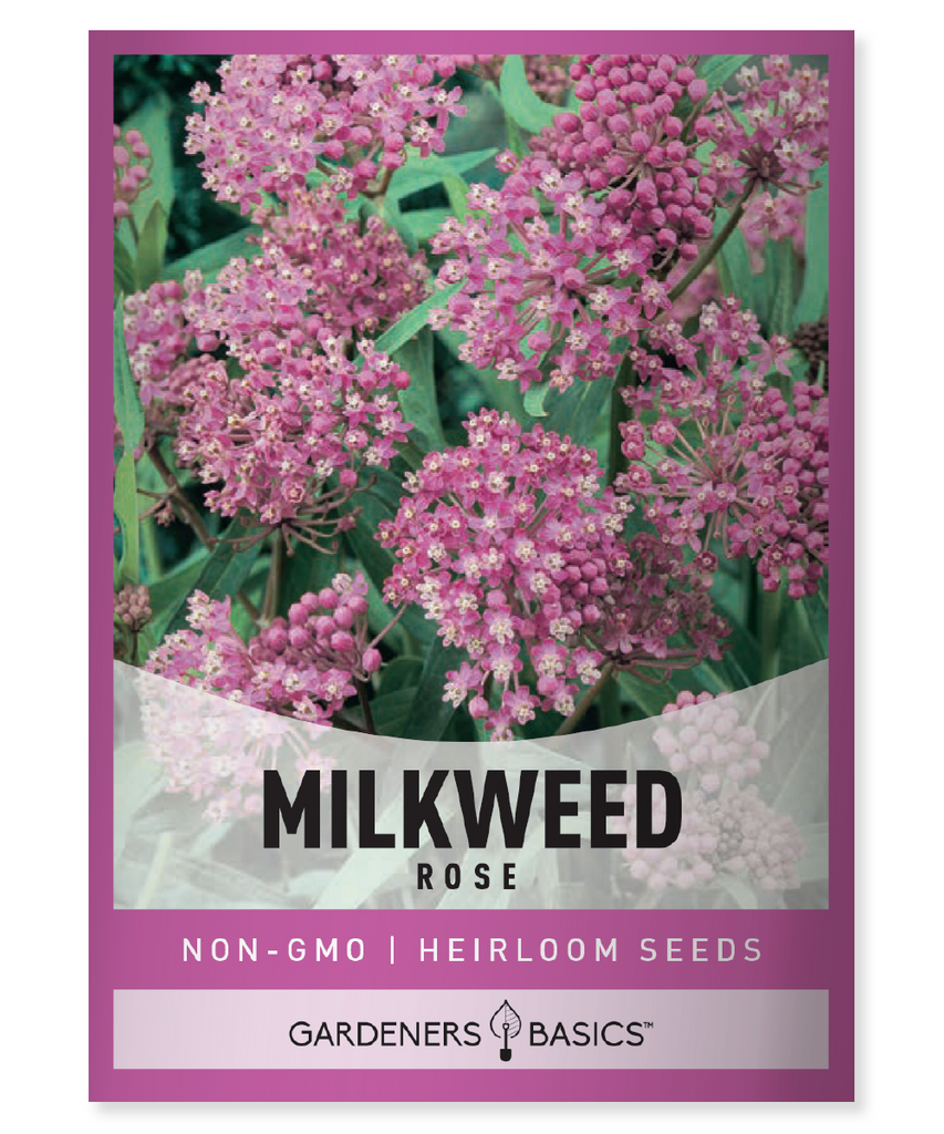 Swamp Milkweed Rose Milkweed Asclepias incarnata Pollinator plant Monarch butterfly Honey bees Nectar Rain garden Bioswales Native plant Perennial Summer blooms Drought-tolerant Cold stratification Full sun Partial shade Moist soil High dormancy Seed Attract pollinators