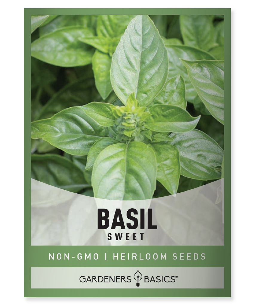 Sweet basil Herb Plant Seeds Culinary Cooking Recipes Health benefits Nutrition Superfood Digestive health Skin health Tea Spices Mediterranean cuisine Italian cuisine Thai cuisine Growing Gardening Natural remedies