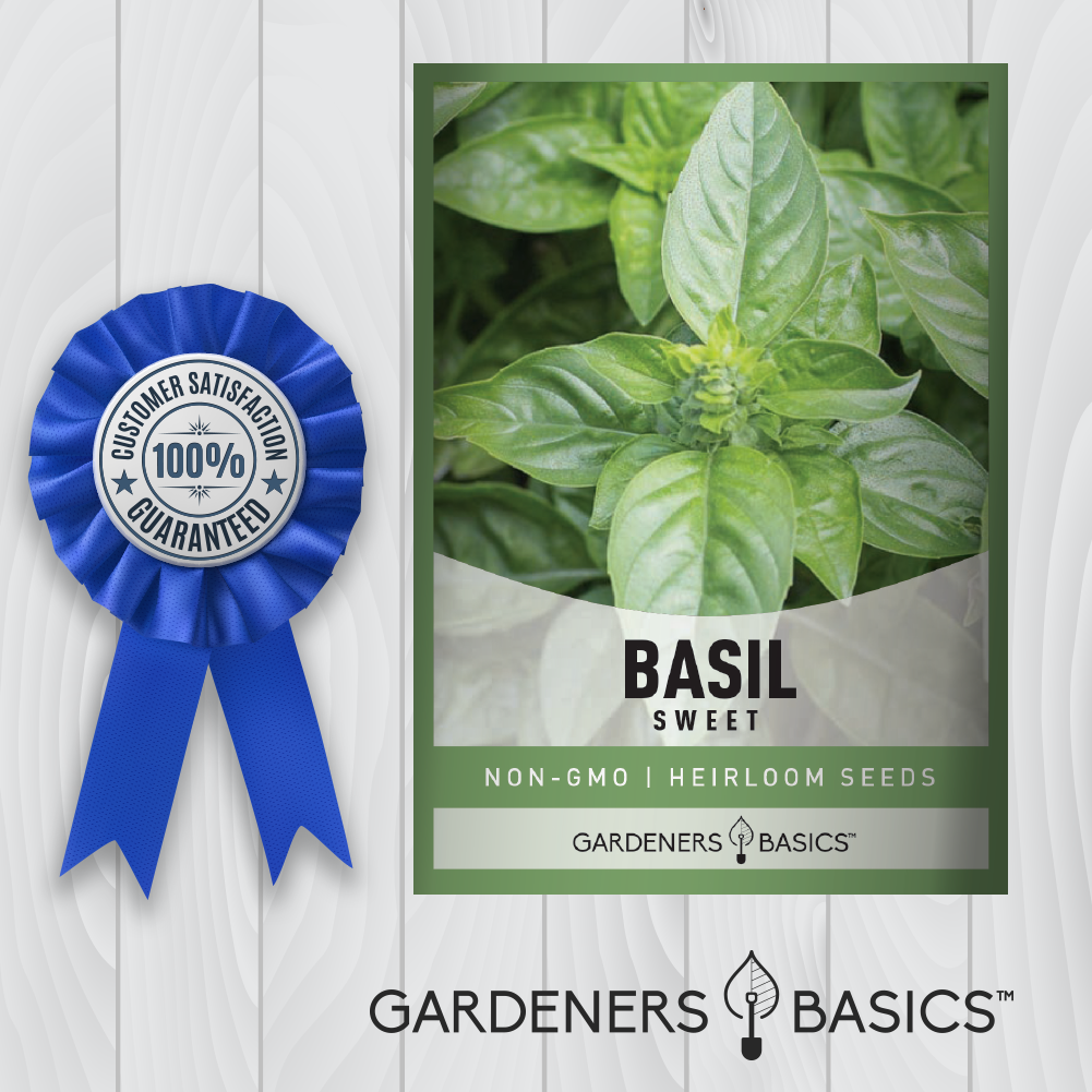 Top 10 Benefits of Consuming Sweet Basil Seeds Regularly
