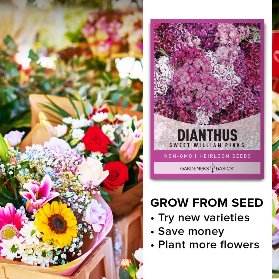 pink flower seed packets Sweet William Pinks Dianthus Seeds For Planting: Color For Your Garden