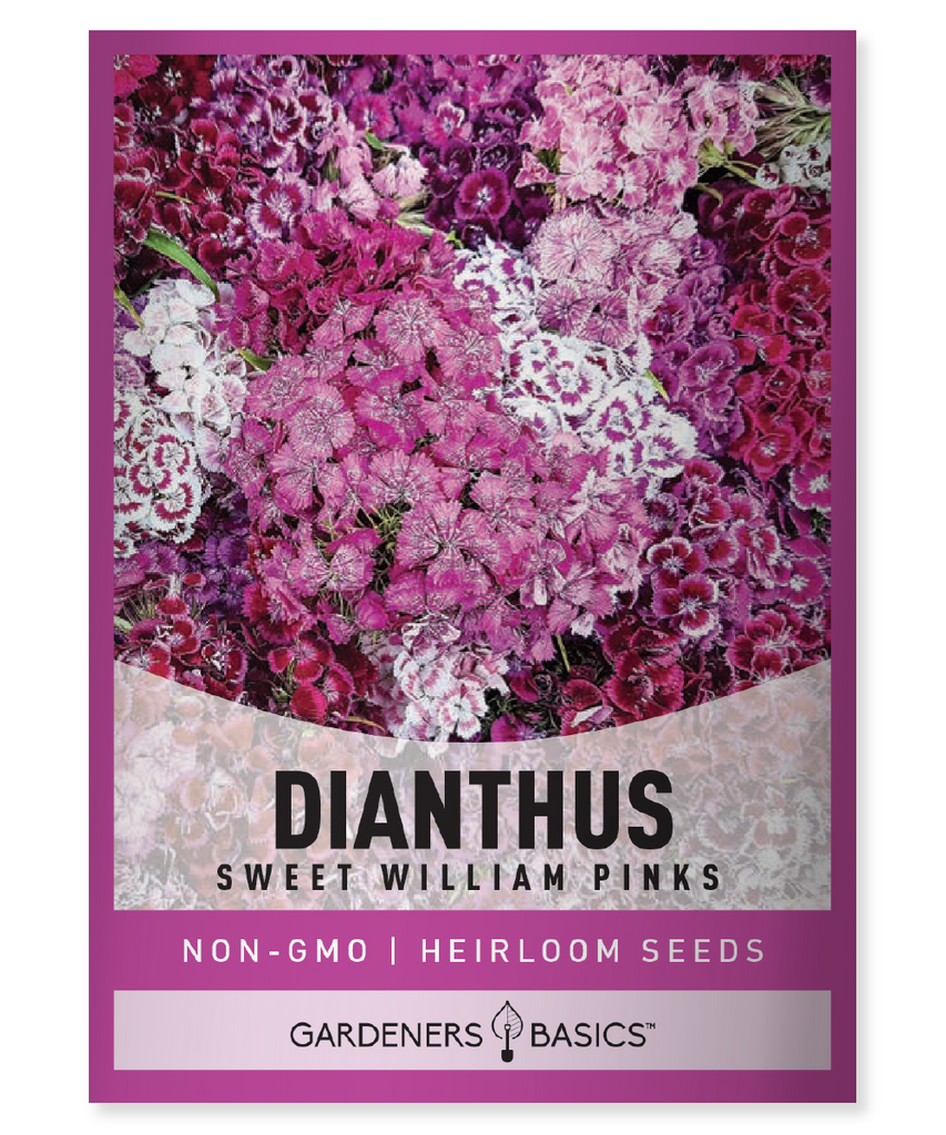 Sweet Williams Pinks Dianthus barbatus Perennial flowers Fragrant plants Bedding plants Cut flowers Butterfly attractors Garden plants Full sun plants Summer blooms Pollinator gardens Companion plants Garden maintenance Growing guide Flower clusters