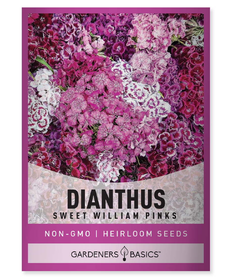 garden pinks seeds Sweet William Pinks Dianthus Seeds For Planting: Color For Your Garden –  Gardeners Basics