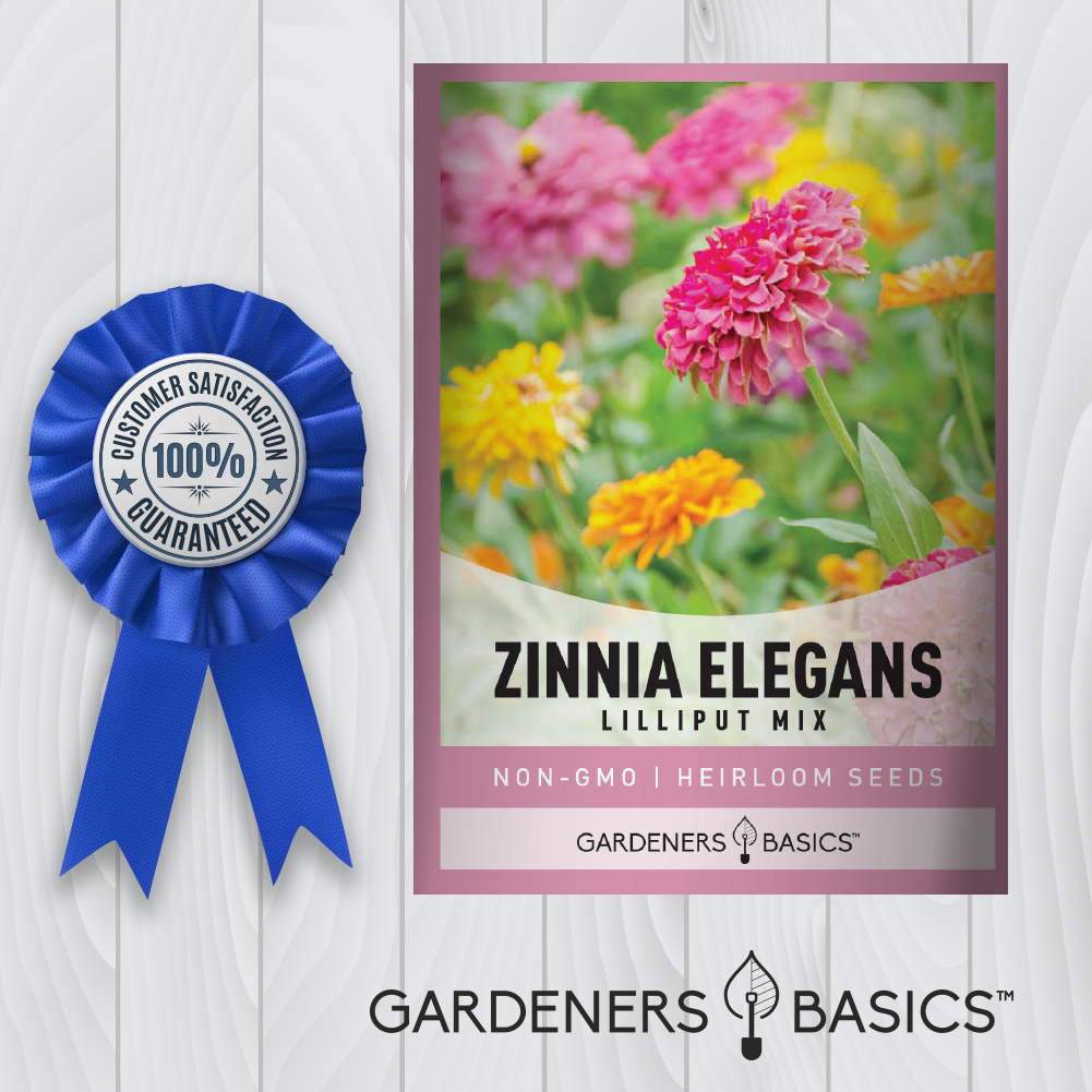 Zinnia Lilliput Mix: Bringing Life and Color to Your Garden