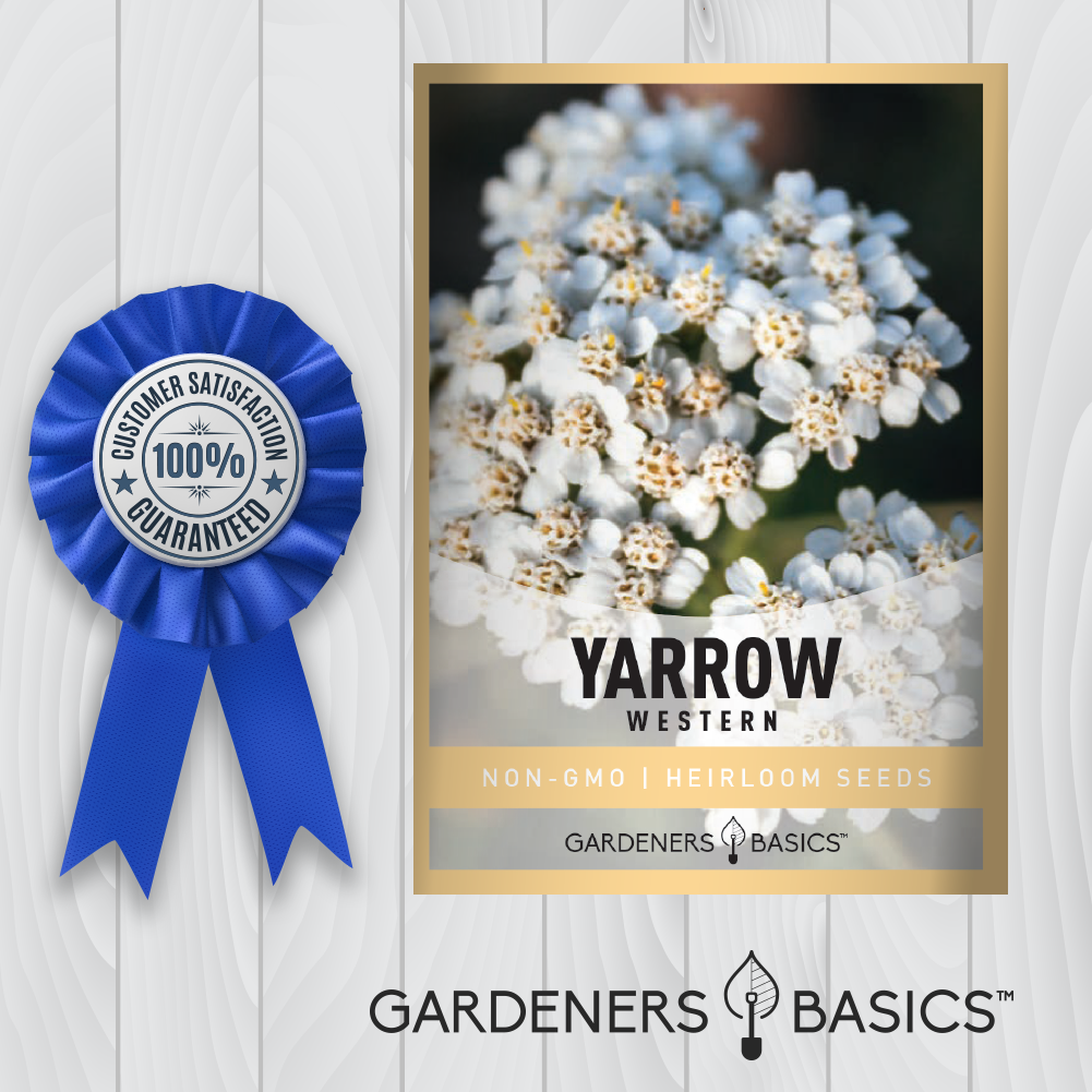 The Role of Western Yarrow in Supporting Pollinators and Beneficial Insects