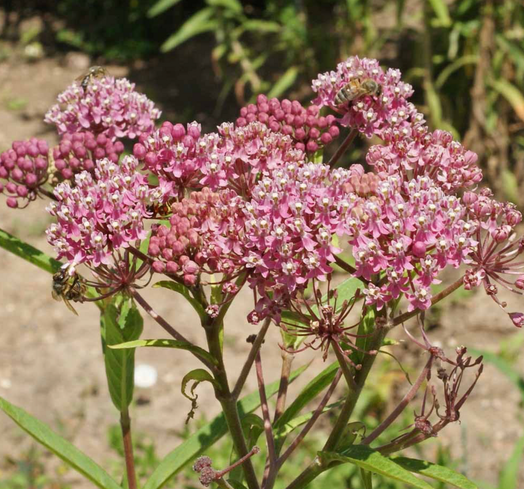 Swamp Milkweed: A Drought-Tolerant Pollinator Magnet