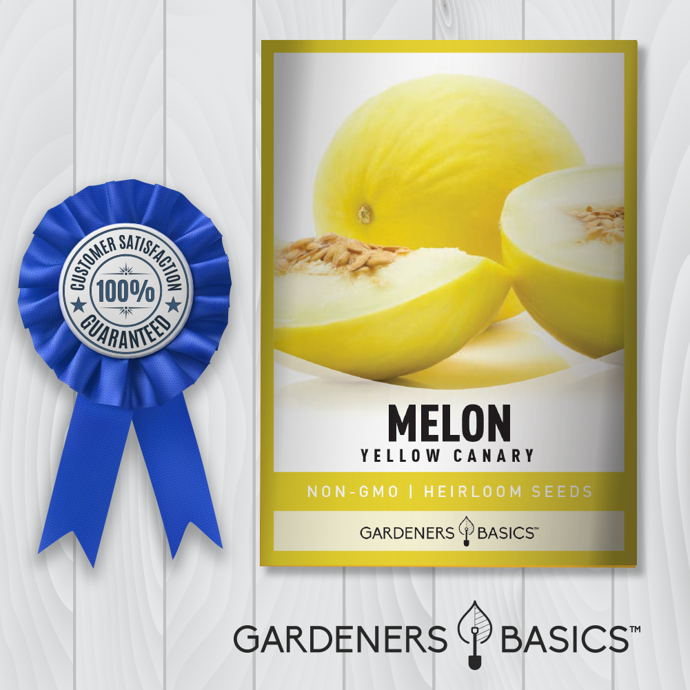 Yellow Canary Melon Seeds - A Tasty and Nutritious Addition to Your Garden