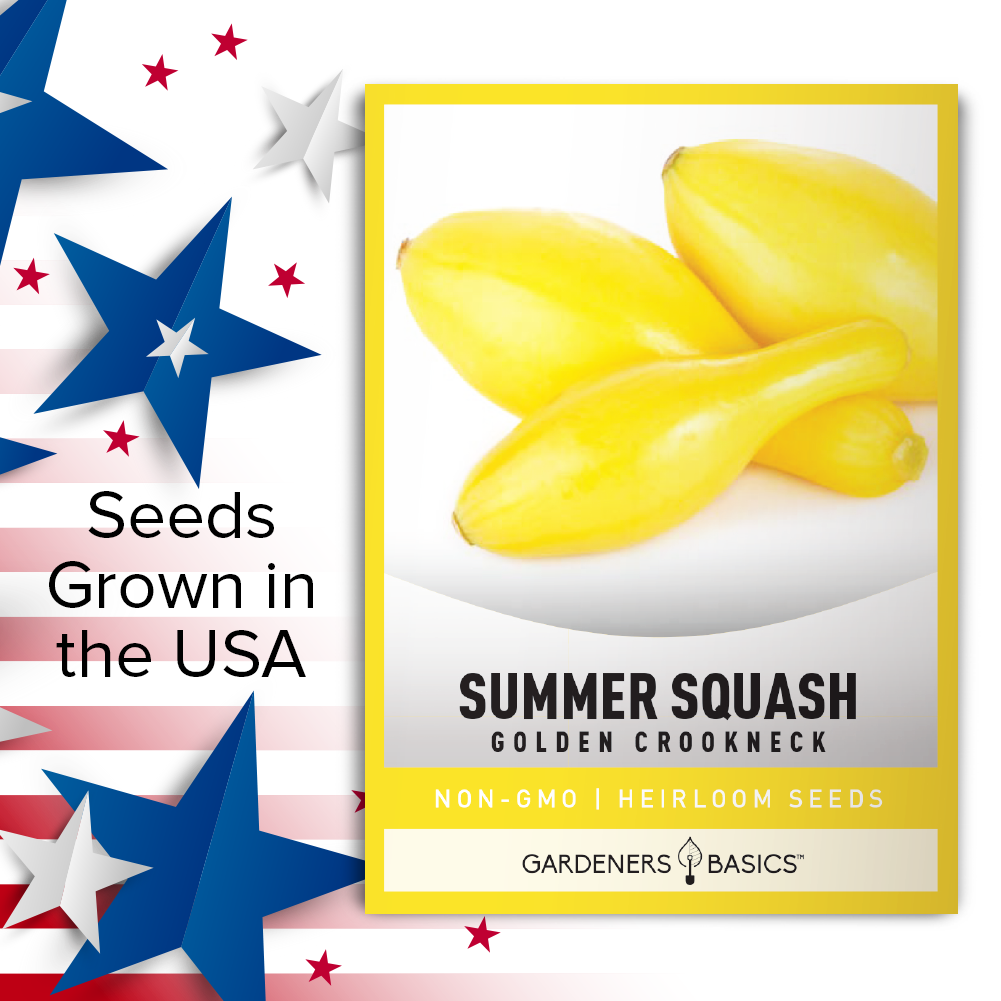 Get Your Non-GMO Golden Crookneck Squash Seeds Today