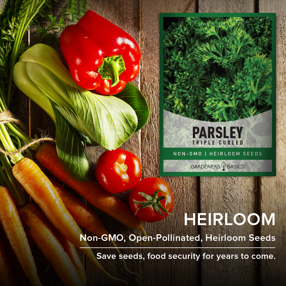Lush, Aromatic Triple Curled Parsley: Grow from Seed to Harvest