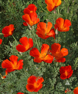 The Bee-Friendly Perennial: California Poppy Mikado