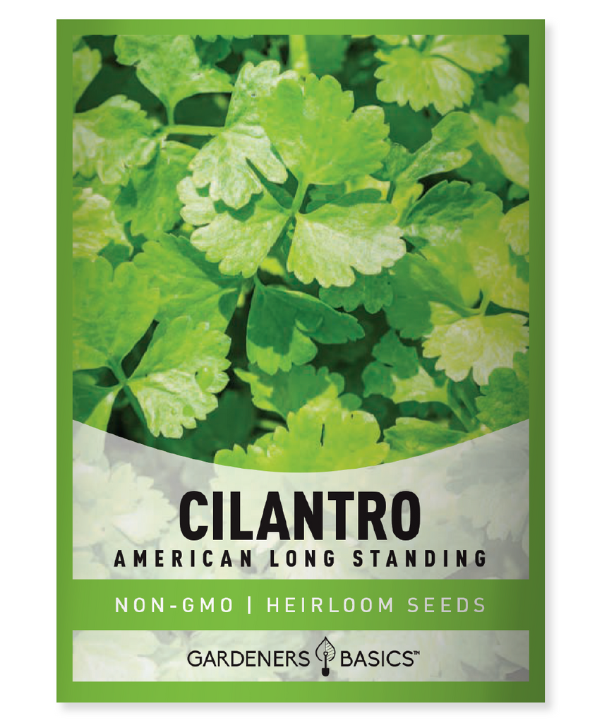 American Long Standing Cilantro Seeds cilantro seeds herb garden home gardeners culinary enthusiasts fresh cilantro slow-bolting cilantro easy germination extended harvest growing cilantro cilantro plants flavorful cilantro cilantro gardening cilantro varieties cilantro dishes coriander