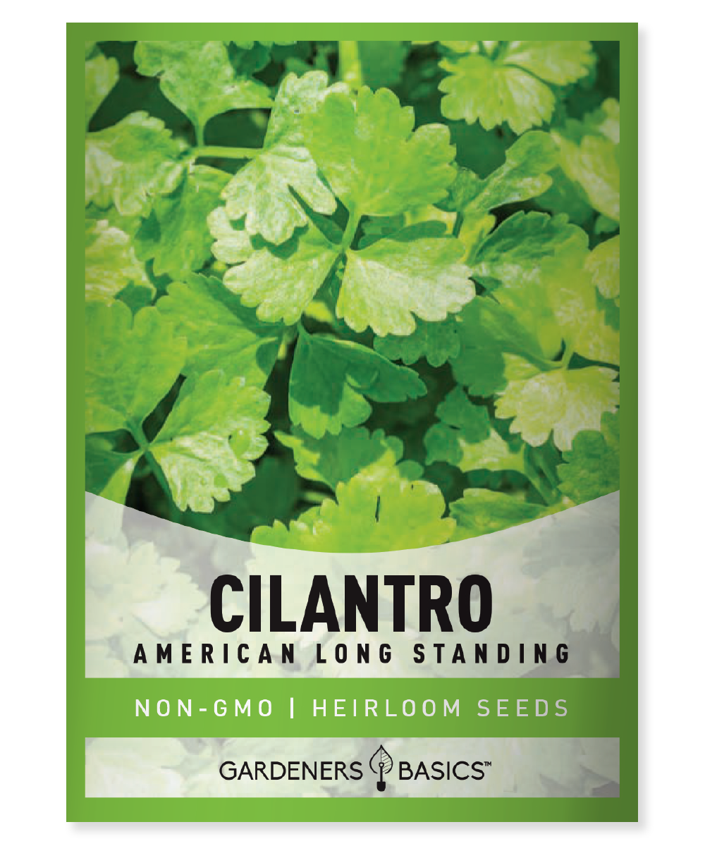 American Long Standing Cilantro Seeds For Sale Herbs Easy Gardening