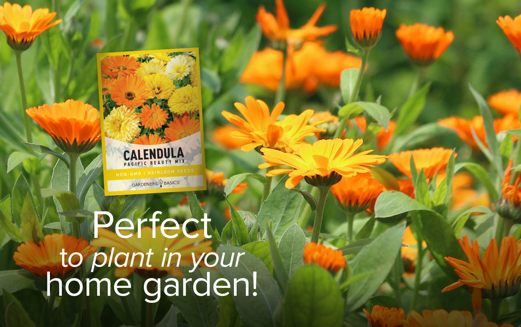 Add a Pop of Color to Your Garden with Pacific Beauty Mix Calendula