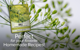 Create a Fragrant Garden Oasis with Long Island Mammoth Dill Seeds