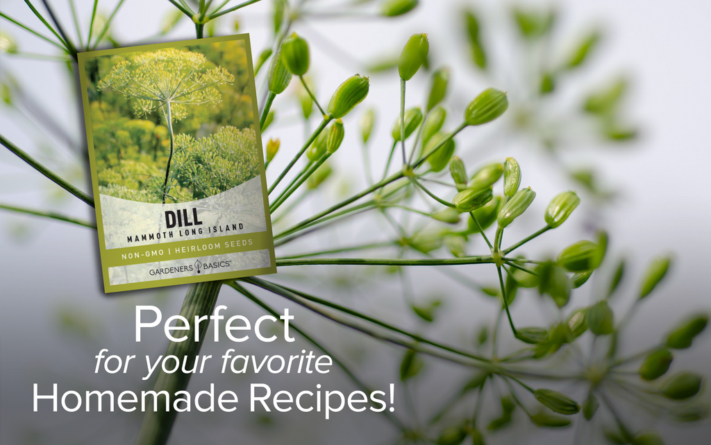 Create a Fragrant Garden Oasis with Long Island Mammoth Dill Seeds