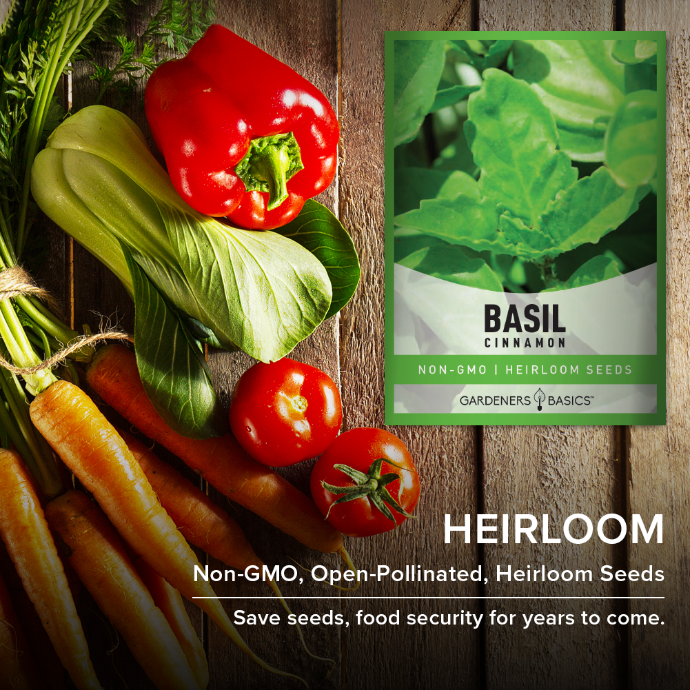 Aromatic and Versatile Cinnamon Basil: Germination, Growing, and Harvesting Tips