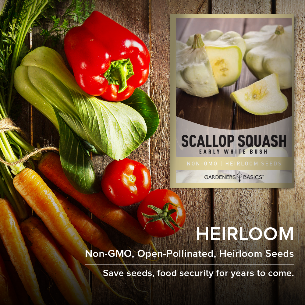 Early White Bush Scallop Squash Seeds: A Must-Have for Your Vegetable Garden