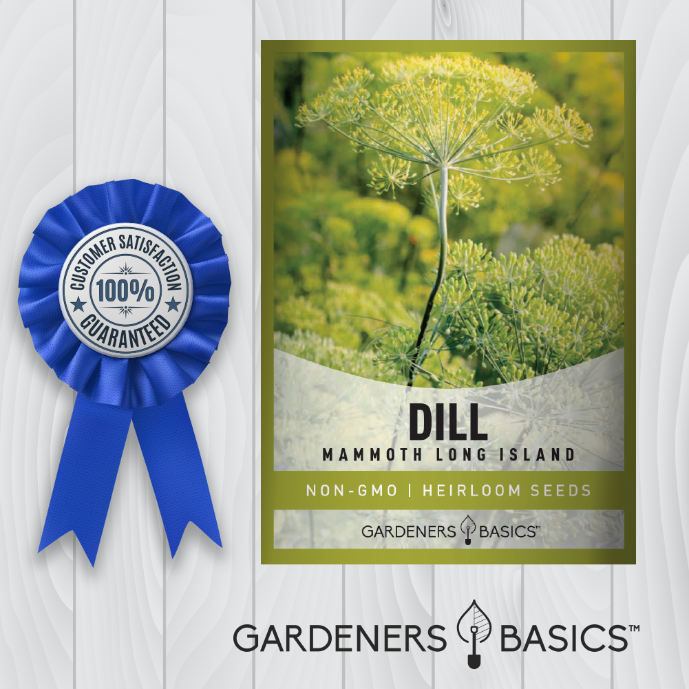 Long Island Mammoth Dill Seeds: The Must-Have Herb for Chefs & Gardeners