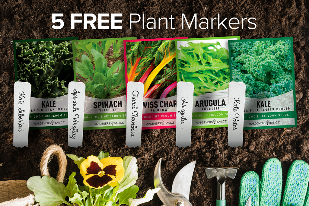 5 Greens Variety Pack for Your Winter Garden
