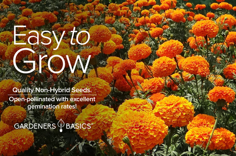 How to Grow African Marigold Crackerjack: Planting Guide & Tips