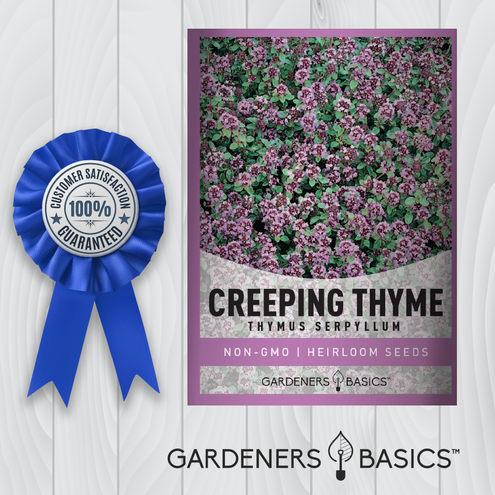 Creeping Thyme Seeds: Add Beauty and Functionality to Your Outdoor Space