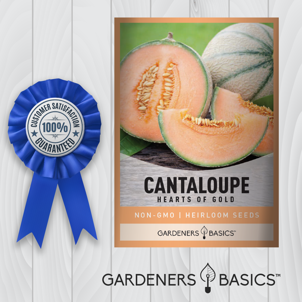 Hearts Of Gold Cantaloupe: The Fruit that Melts in Your Mouth