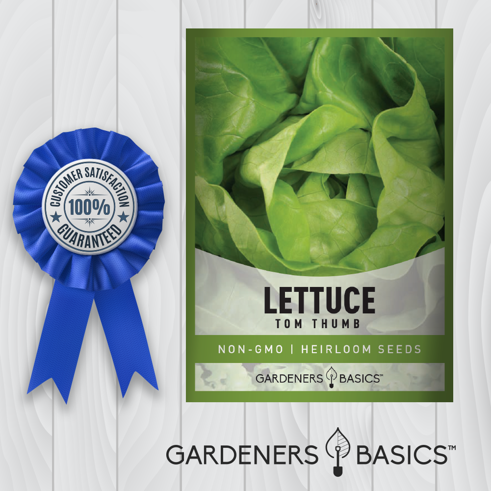 Tom Thumb Lettuce: The Space-Saver's Choice for Salad Greens