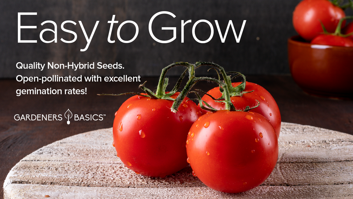 Buy Ace 55 Tomato Seeds - Heirloom, Non-Hybrid, Open-Pollinated for Gardeners