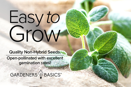 Broadleaf Sage Seeds: The Perfect Addition to Your Herb Garden