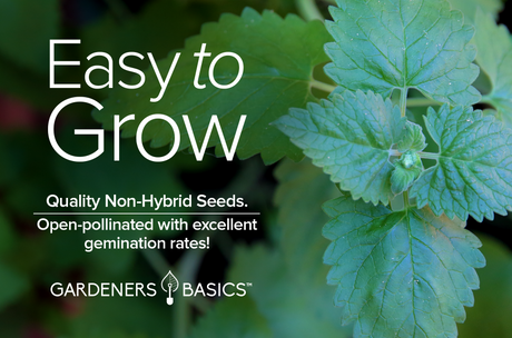 The Best Catnip Seeds - Transform Your Garden into a Feline Playground