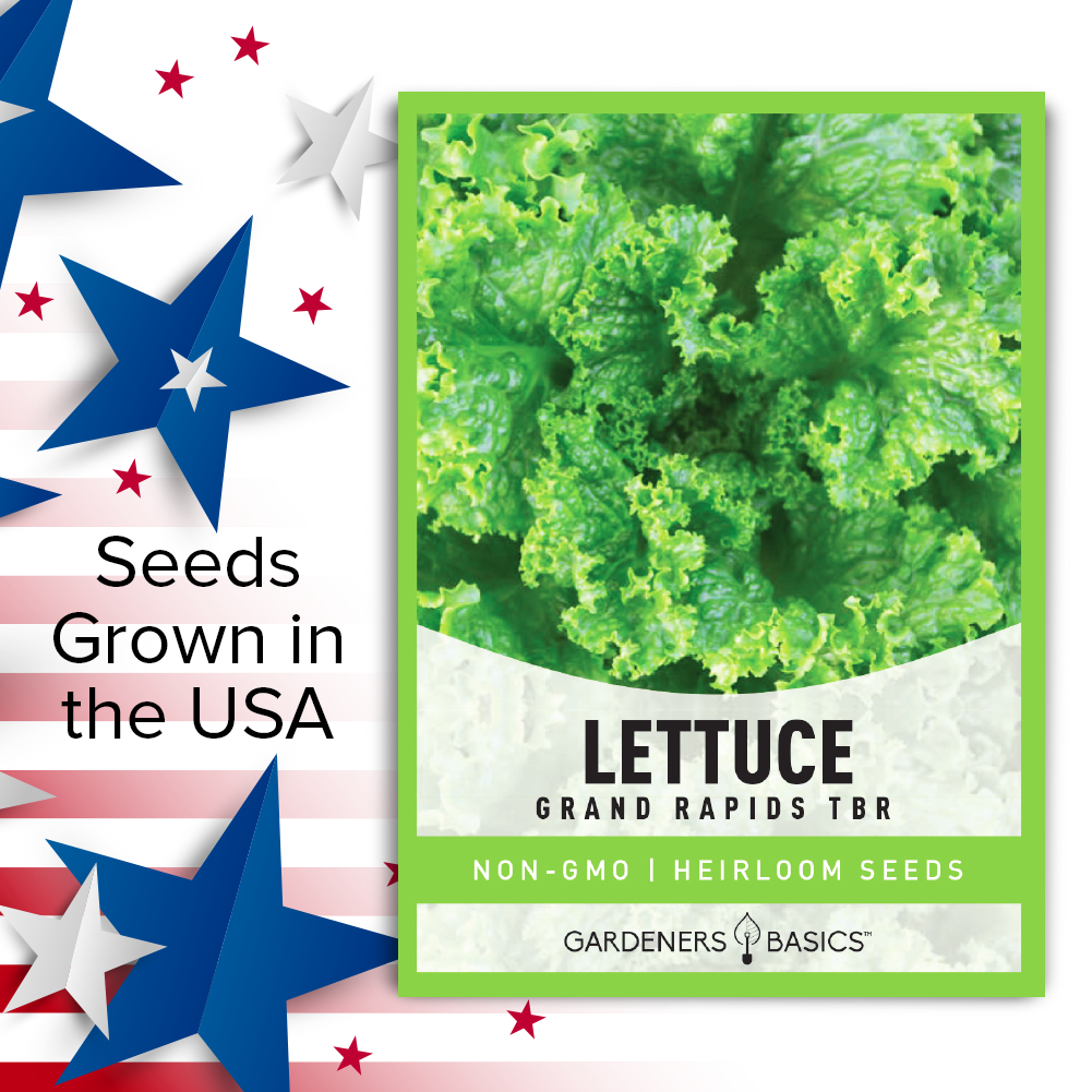 Heirloom Grand Rapids TBR Lettuce Seeds: Sustainably-Grown and Delicious