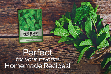 Easy-to-Grow Peppermint Seeds for Indoor & Outdoor Gardens