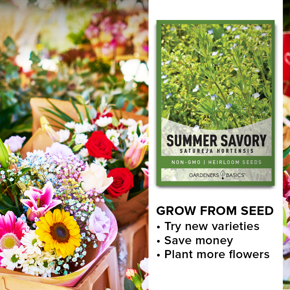 Summer Savory Seeds: Boost Your Garden's Health & Attract Pollinators