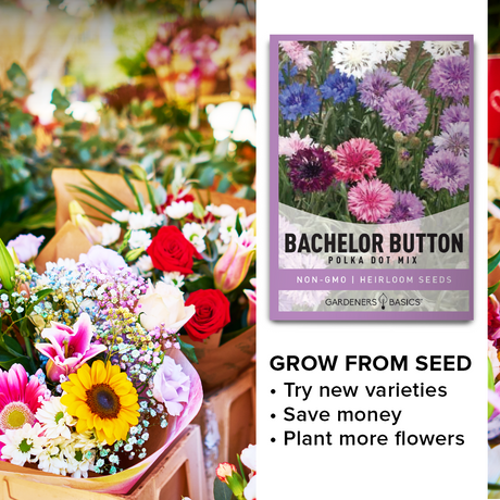 Make Your Garden Buzz with Cornflower Polka Dot Mix - Attract Pollinators Today