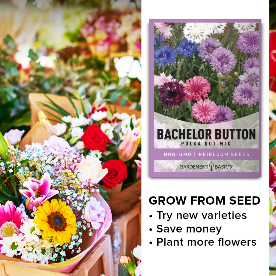 Dwarf Cornflower (Bachelor Button) Polka Dot Mix Seeds for Planting
