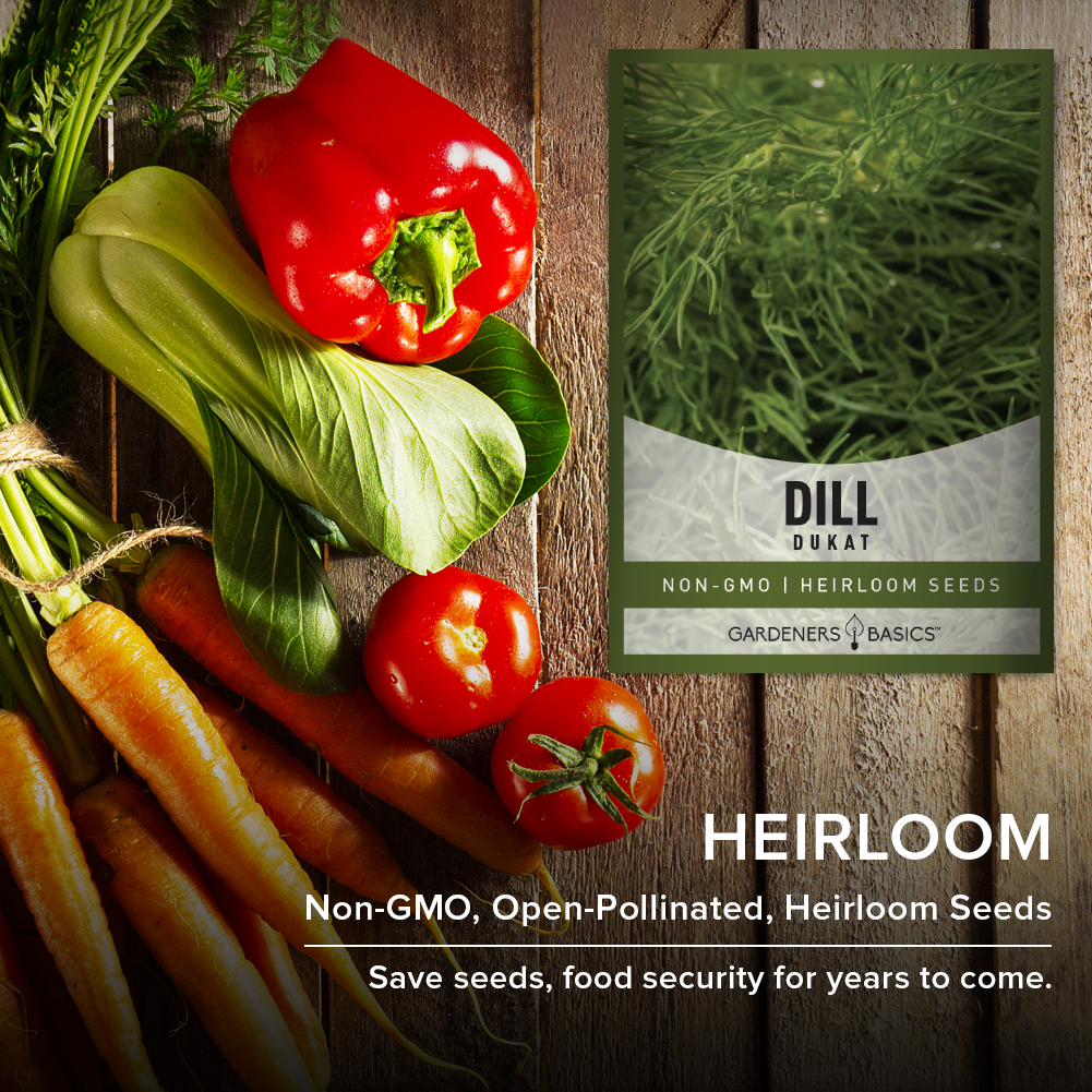 Grow Organic Dukat Dill and Elevate Your Home Cooking