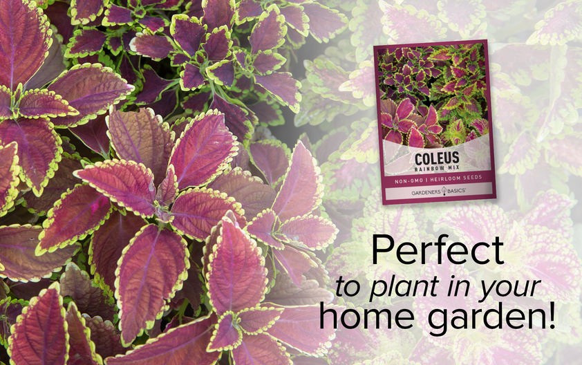 Semi Di Coleus Arcobaleno Mix – 1000 Pezzi Per Giardino E Interno, Fogliame Colorato Dal Rosso Al Giallo, Perfetto Per Aiuole E Vasi