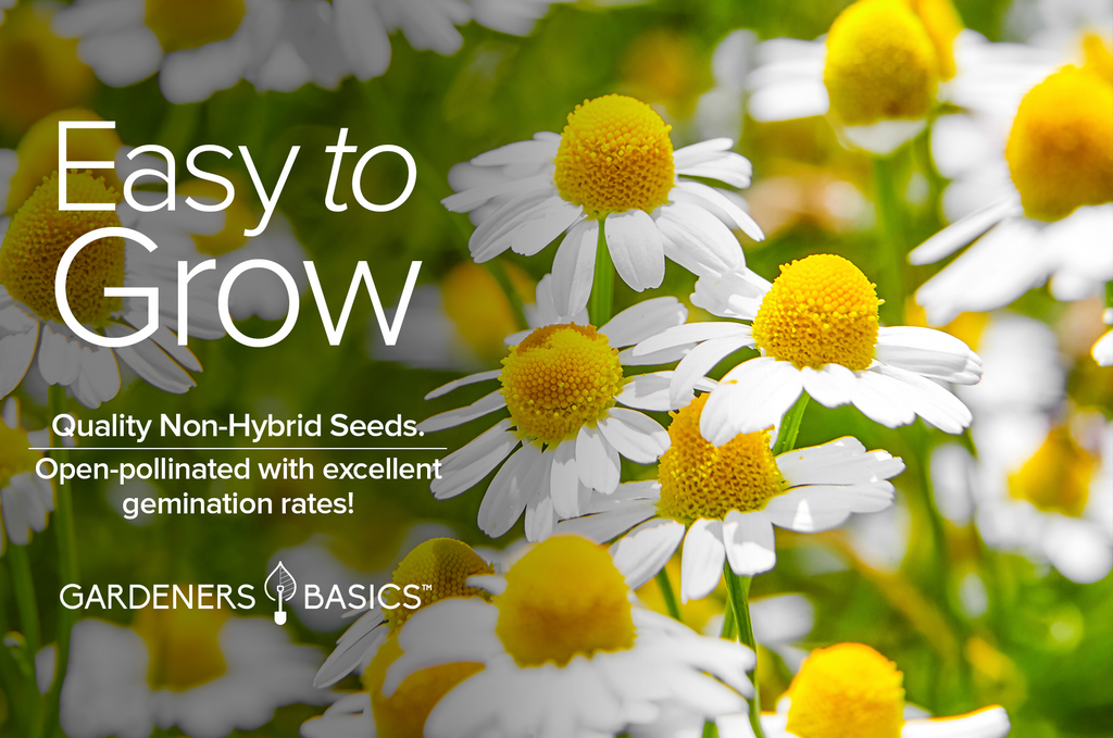 Unwind and Relax with Roman Chamomile Seeds in Your Garden